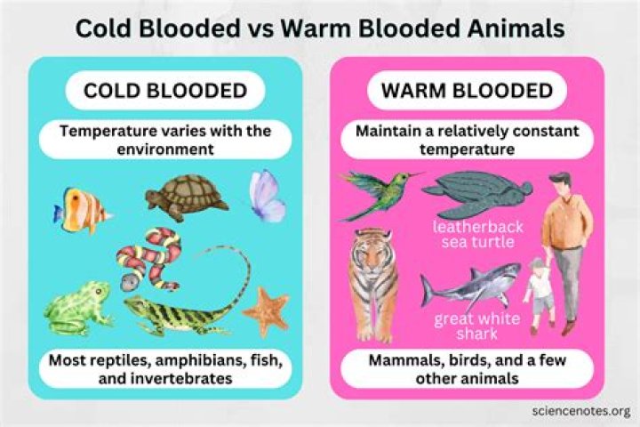 Can cold blooded animals survive in the cold?