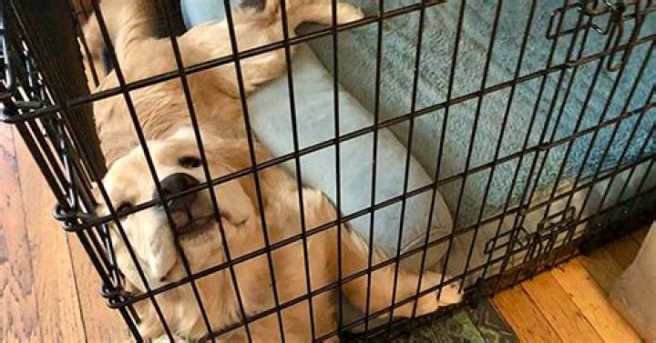 Can crating a dog be harmful?