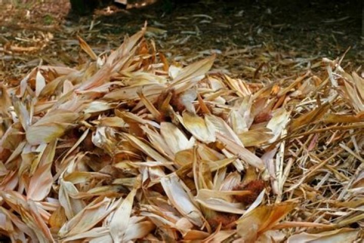 Can dogs eat corn husks?