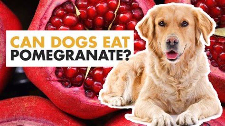 Can dogs eat pomegranate?