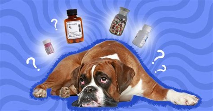 Can drug dogs smell pills?
