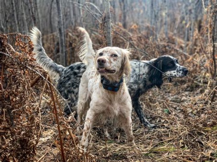 Can english setters be aggressive?