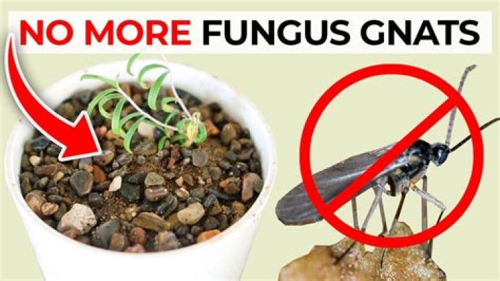 Can fungus gnats kill plants?