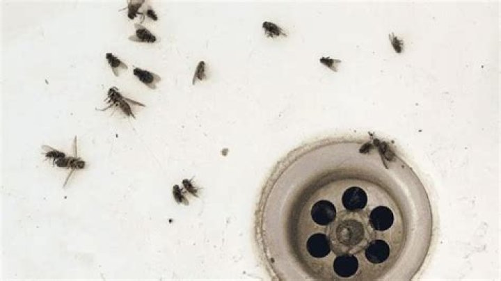 Can gnats come through drains?