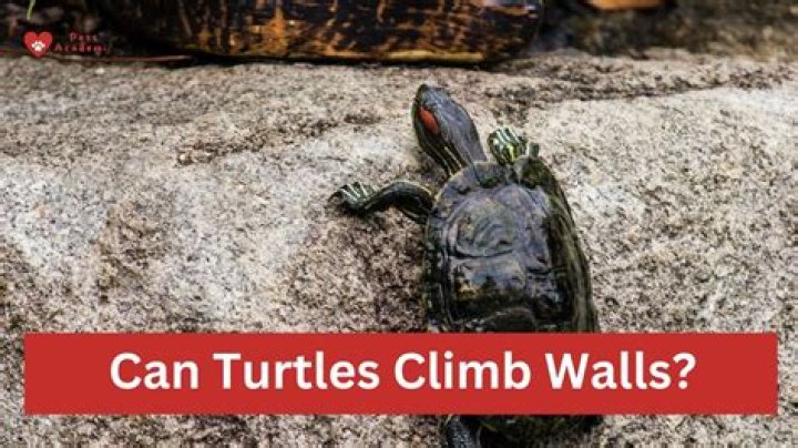 Can gophers climb walls?