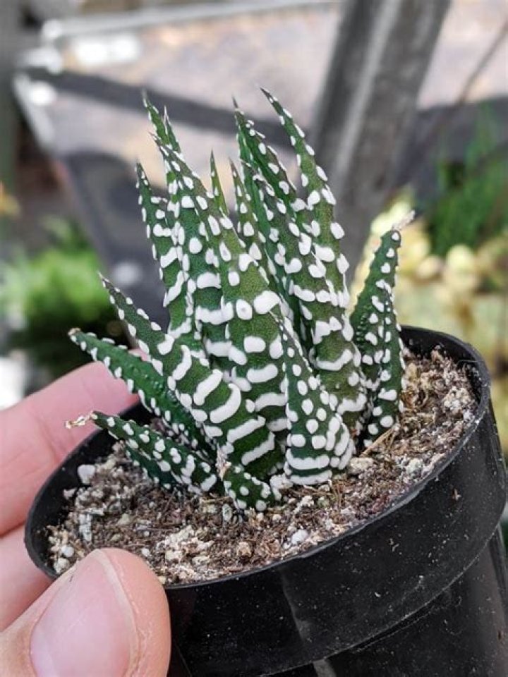 Can haworthia grow in low light?