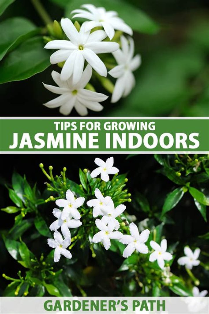 Can I grow jasmine indoors?