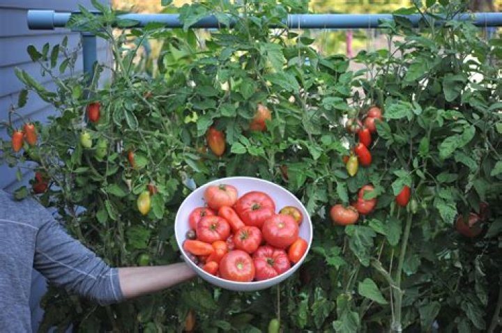 Can i grow tomatoes in farmyard manure?