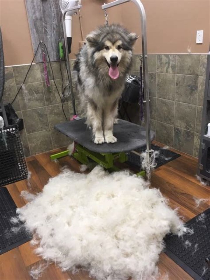 Can i shave my dog to stop shedding?