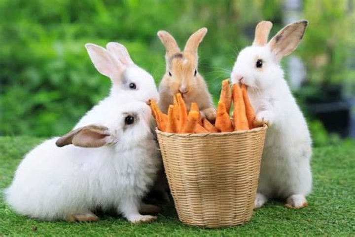 Can lop eared rabbits eat carrots?