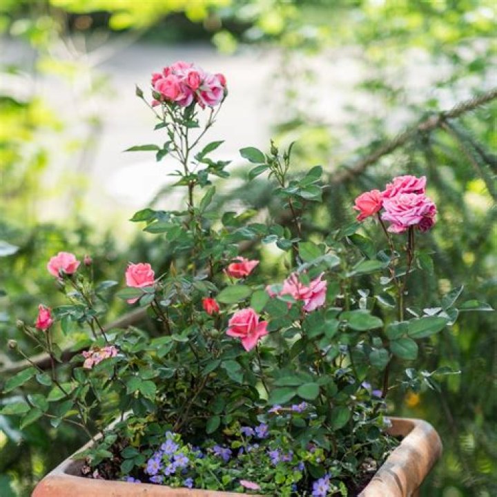 Can miniature roses be planted outdoors?