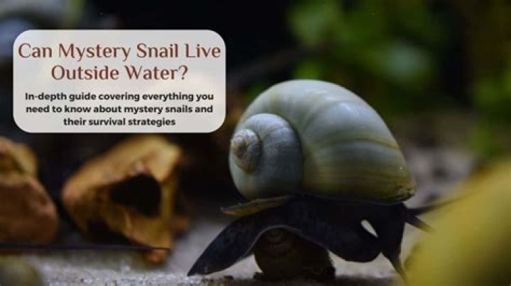Can mystery snails live out of water?