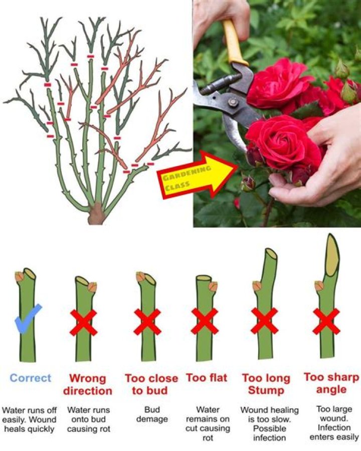 Can old roses be transplanted?