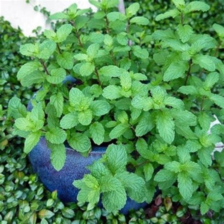 Can peppermint grow in water?