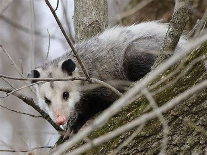 Can possums climb trees?