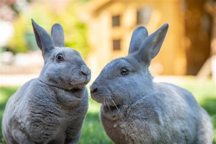 Can rex rabbits live outside?