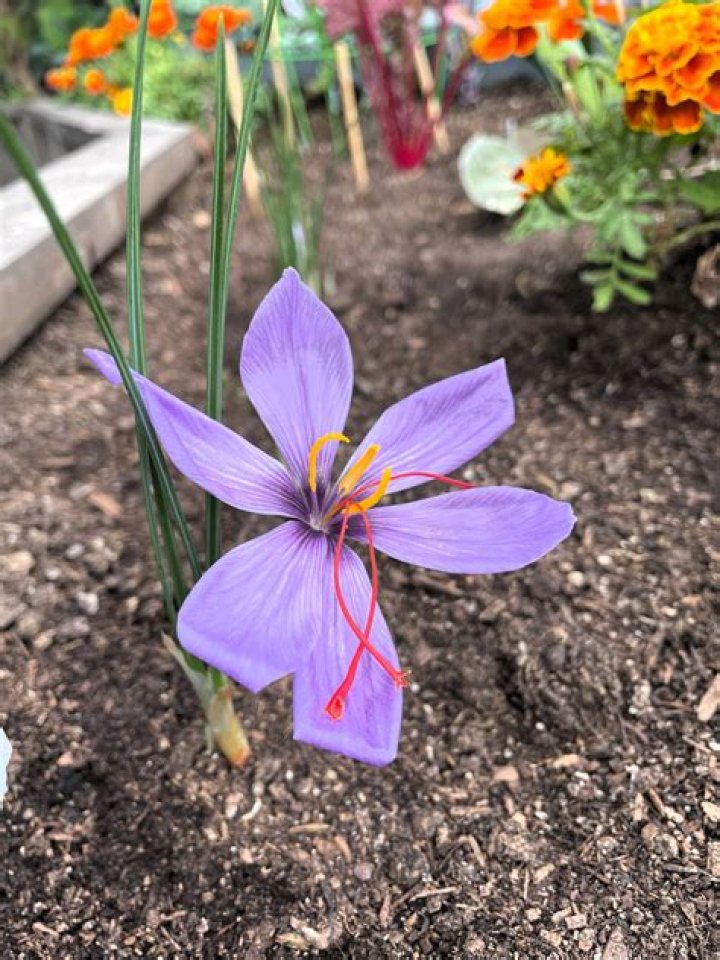 Can saffron grow in Florida?