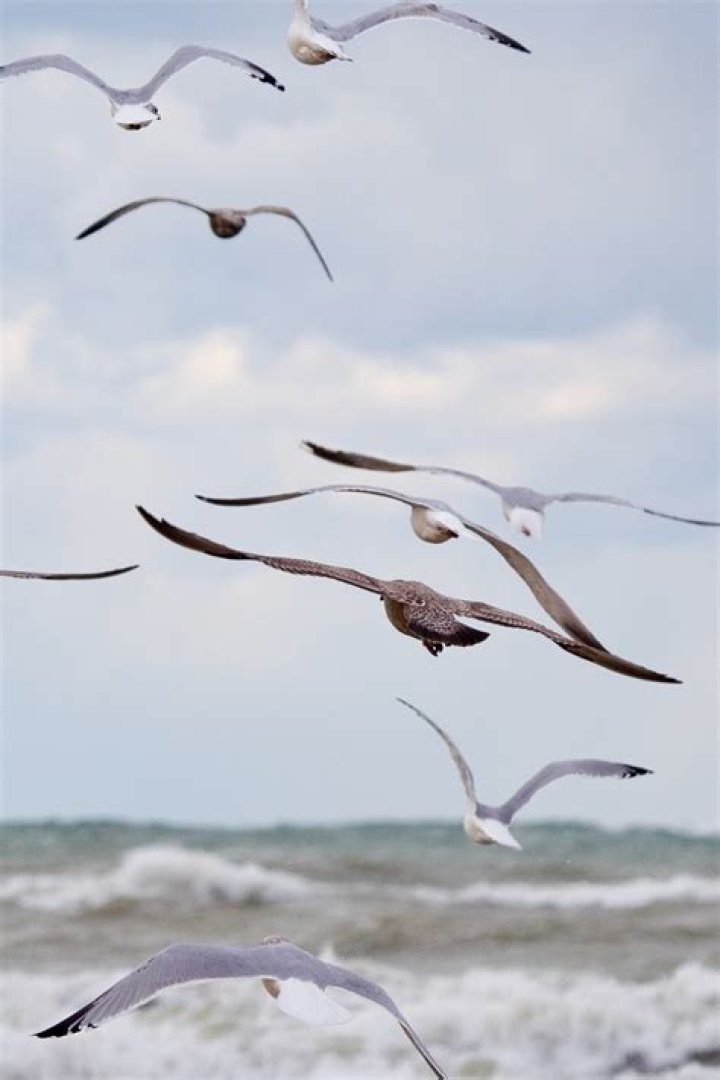 Can seagulls fly backwards?