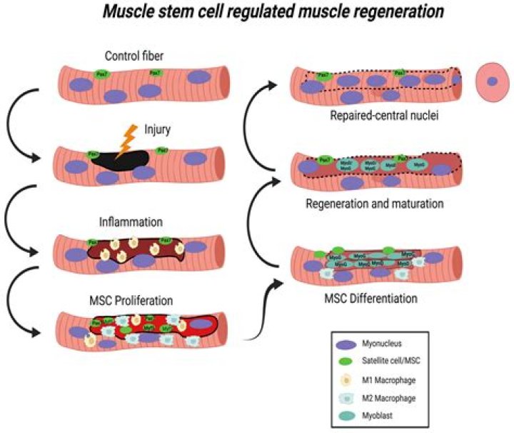 Can skeletal muscle cells regenerate?