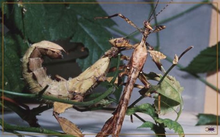 Can stick insects fly?