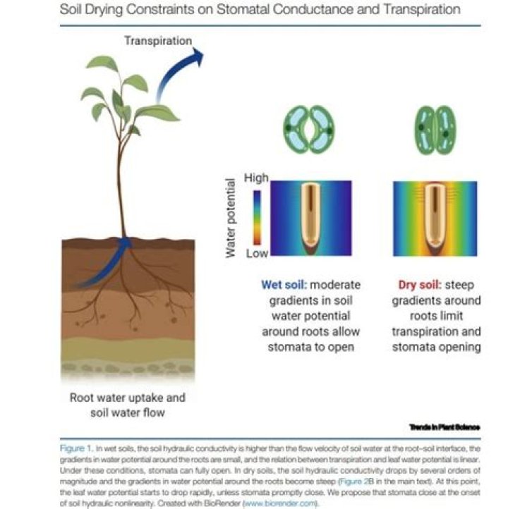 Can stomatal conductance be negative?