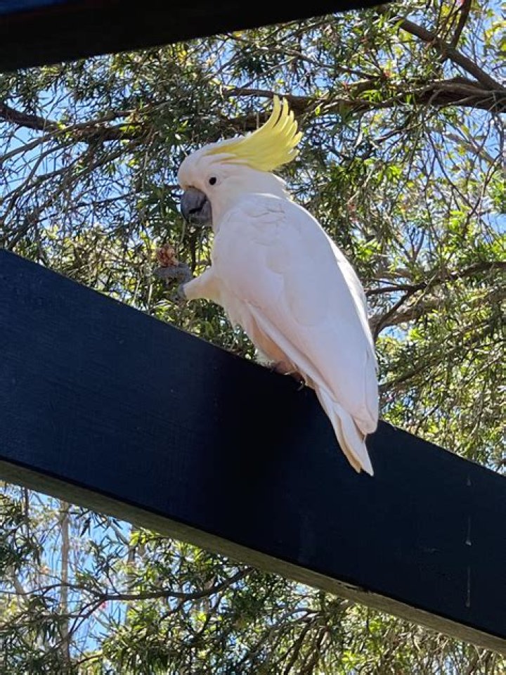 Can sulfur crested cockatoo cost?