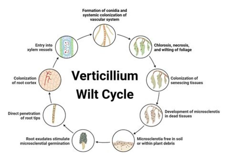Can verticillium wilt be treated?