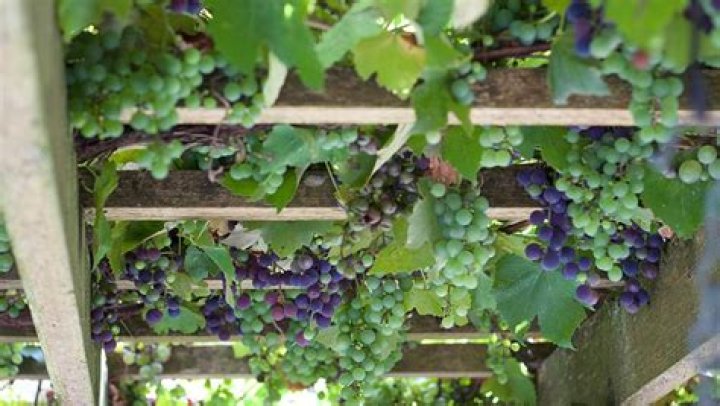 Can wine grapes grow in clay soil?