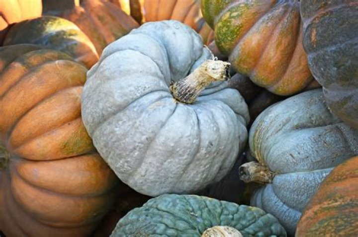 Can you eat any pumpkin variety?