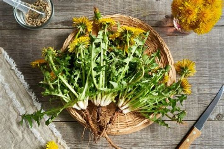 Can you eat dandelions?