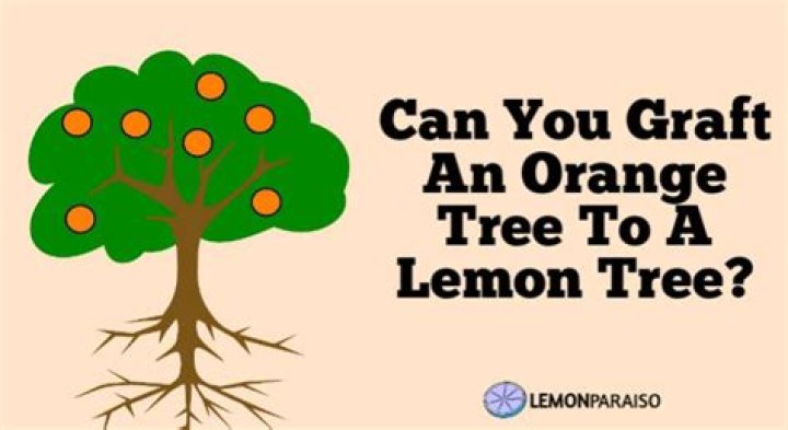 Can you graft an orange tree to a lemon tree?