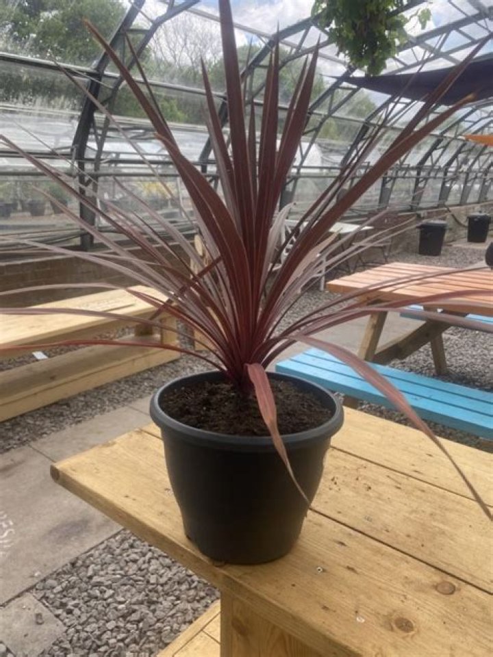 Can you grow Cordyline in a container?