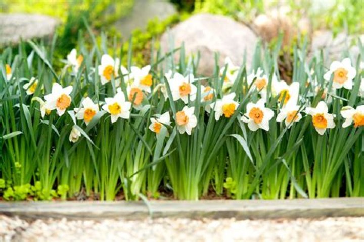 Can you grow daffodils in the shade?