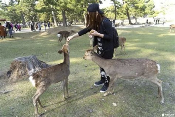 Can you pet the deer in nara?