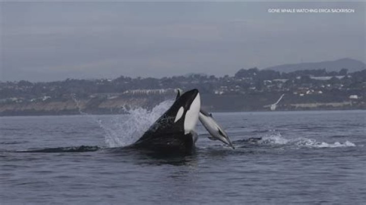 Can you see whales in San Diego in September?