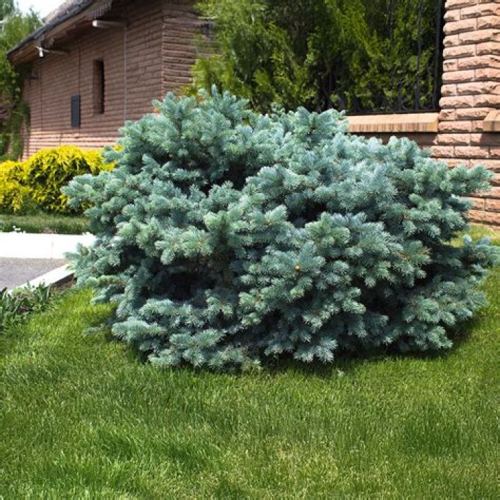 Can you transplant a blue spruce?