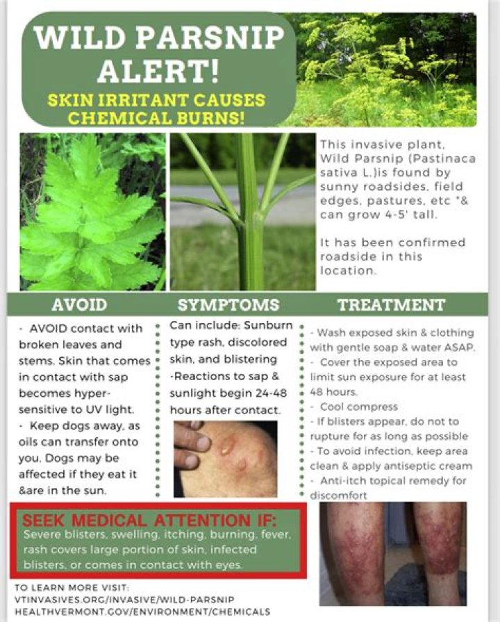 Can you wash off wild parsnip?