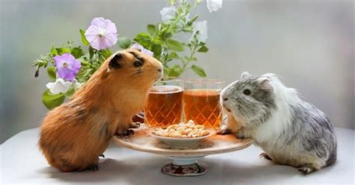 Could guinea pigs eat salad?