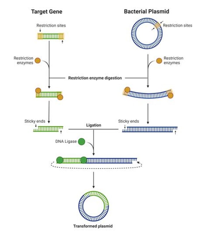 Did restriction enzymes evolve?
