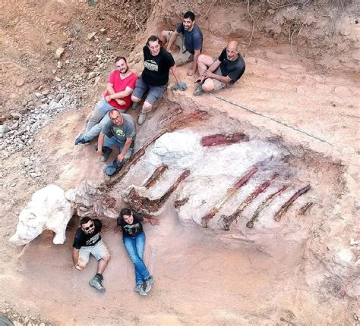 Dinosaur Skeleton In Portugal Backyard Could Be Europe's Largest