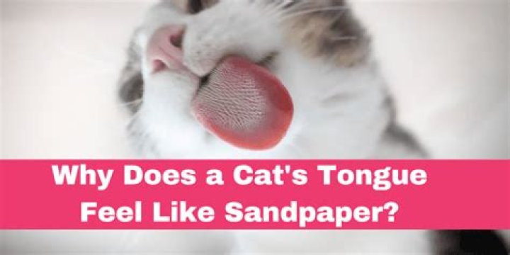 Do all cats have sandpaper tongues?