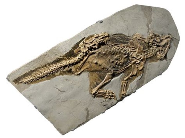 Do assessed fossils sell for more?