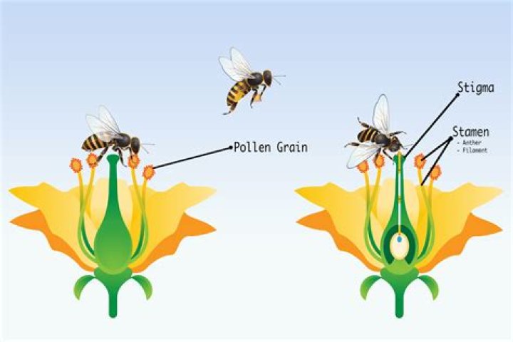 Do bees die after they pollinate?