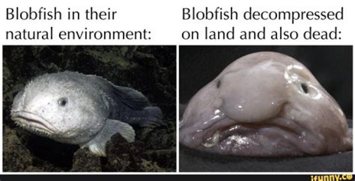 Do blobfish die when they reach the surface?