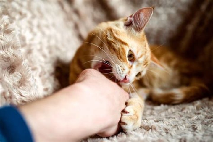 Do cats bite lovingly?