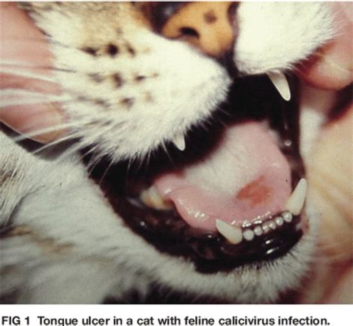 Do cats survive tularemia?
