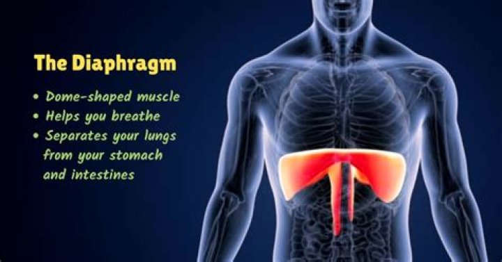 Do chelonians have a diaphragm?