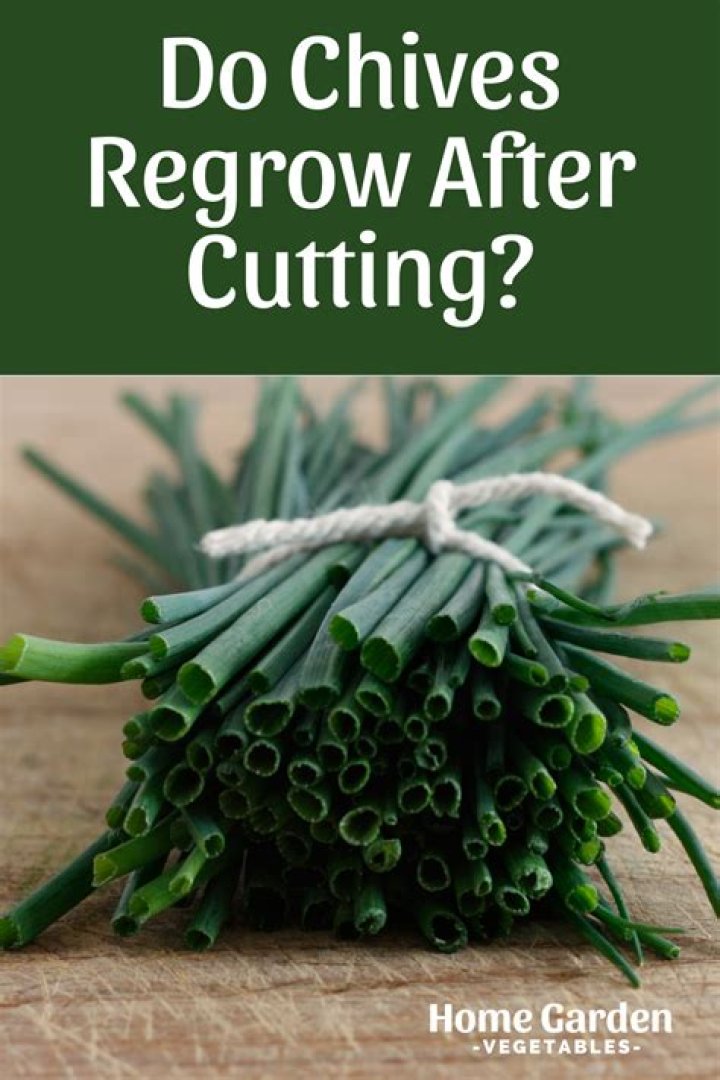 Do chives regrow after cutting?