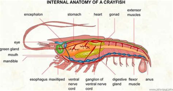 Do crustaceans have blood?