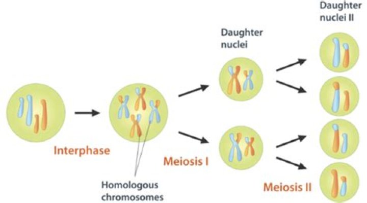 Do daughter cells have half the chromosomes?